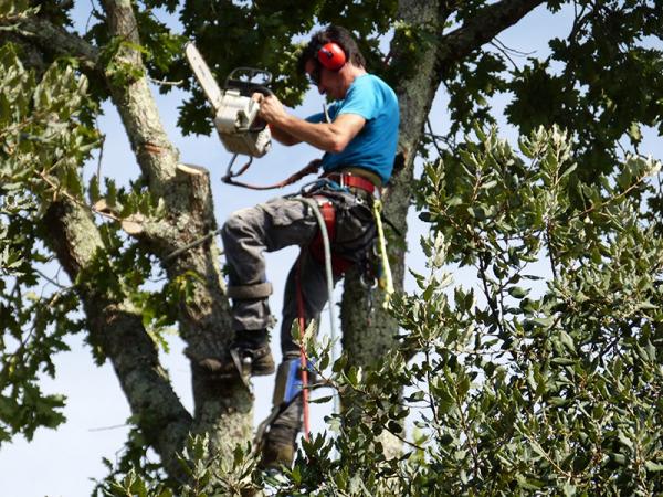 Couper un arbre dans une zone difficile d'accès dans les Landes